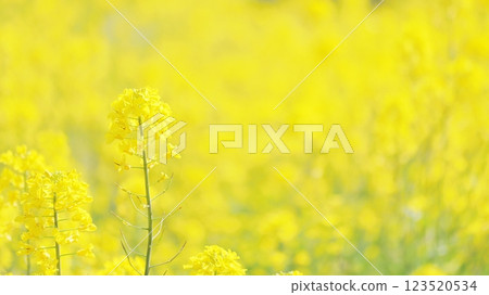 春季盛開的黃色油菜花背景 123520534