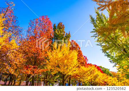 Osaka Castle Park in Autumn 123520562