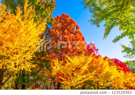 Osaka Castle Park in Autumn 123520563