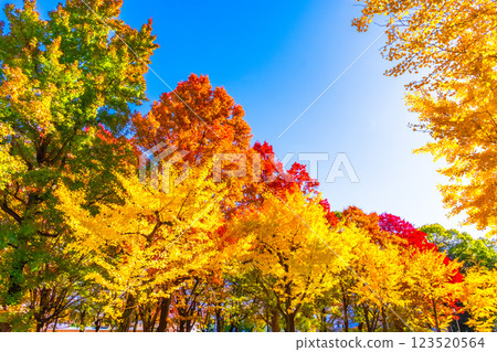 Osaka Castle Park in Autumn 123520564