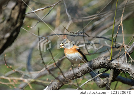 嘴裡叼著堅果的雀科鳥類 嘴裡叼著堅果的雀科鳥類 123520678