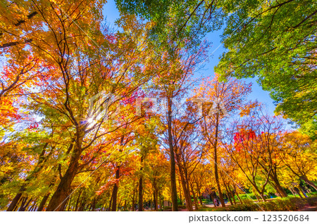 Osaka Castle Park in Autumn 123520684