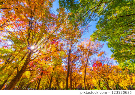 Osaka Castle Park in Autumn Osaka Castle Park in Autumn 123520685