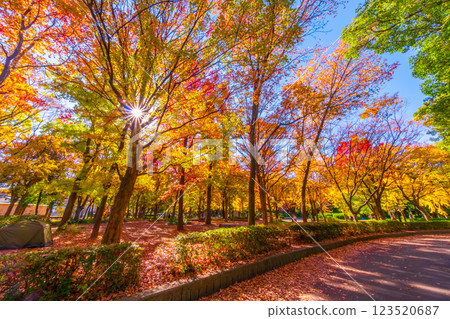 秋天的大阪城公園 123520687