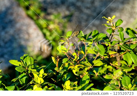 鹽卡拉通博 123520723