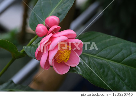 Camellia radiata flower Camellia radiata flower 123520740