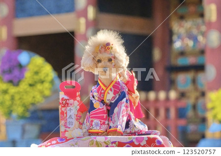 一隻玩具貴賓犬在神社慶祝七五三節 123520757