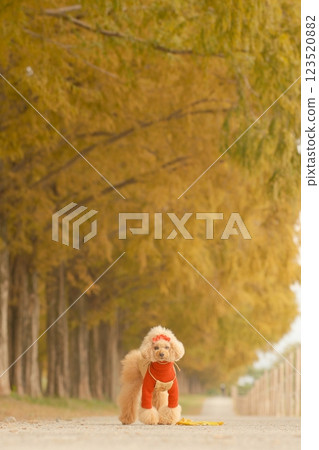 一隻玩具貴賓犬在水杉樹叢中漫步 一隻玩具貴賓犬在水杉樹叢中漫步 123520882