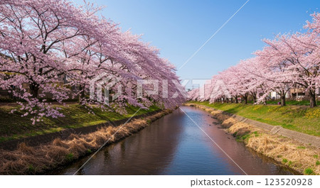 櫻花和公園 123520928
