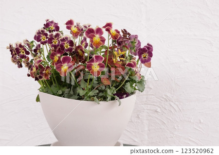 Planting viola Planting viola 123520962