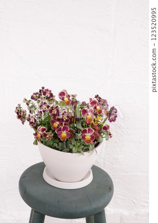 Planting viola Planting viola 123520995