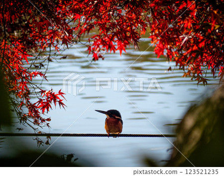 善福寺公園的秋季翠鳥 善福寺公園的秋季翠鳥 123521235