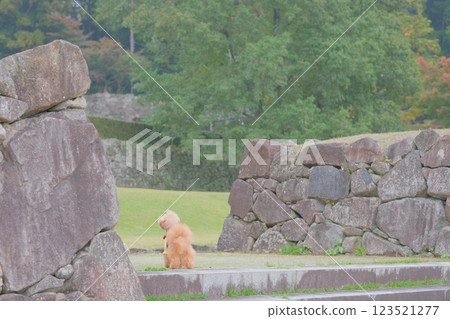玩具貴賓犬遊覽城堡遺址 123521277