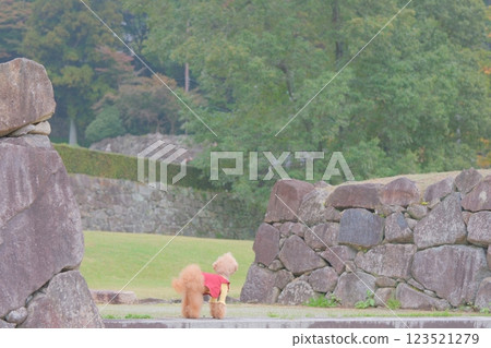 Toy poodle touring castle ruins Toy poodle touring castle ruins 123521279