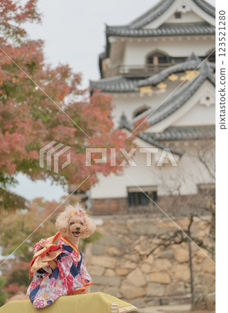 Toy poodle touring the castle Toy poodle touring the castle 123521280