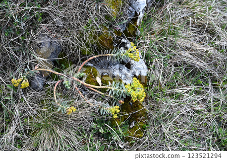 Plant with yellow small flowers in the highlands. Close-up. Plant with yellow small flowers in the highlands. Close-up. 123521294
