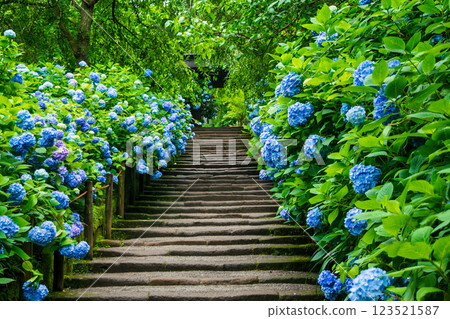 鎌倉市明月院門繡球花 123521587