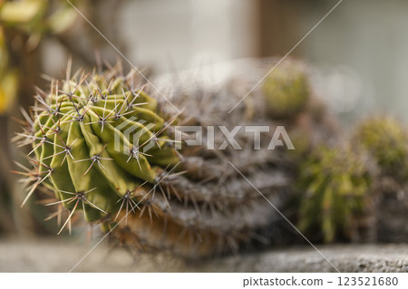 仙人掌盆栽植物 仙人掌盆栽植物 123521680