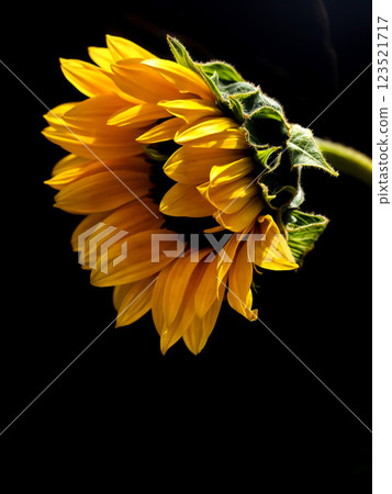 Sunflower Sentinel: Profile of Summer's Glory 123521717
