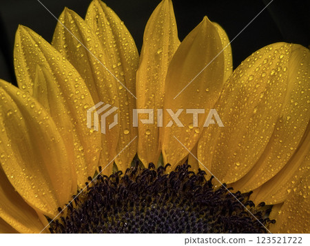 Dew Droplets on a Sunflower: Nature's Morning Symphony 123521722