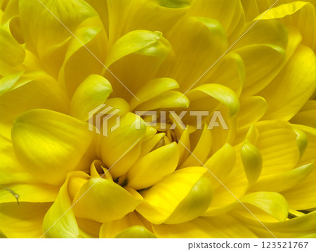 Nature's Golden Labyrinth: A Chrysanthemum's Intimate Portrait 123521767