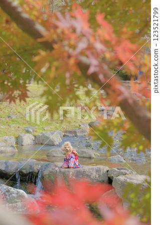 玩具貴賓犬正在享受京都之旅 玩具貴賓犬正在享受京都之旅 123521799