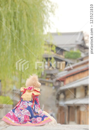 玩具貴賓犬正在享受京都之旅 123521810