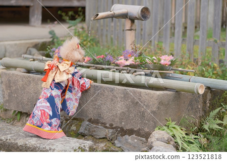 玩具貴賓犬正在享受京都之旅 玩具貴賓犬正在享受京都之旅 123521818