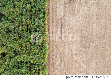 Aerial View of Sugar Cane Field Next to Dried Bare Soil Landscape 123521864