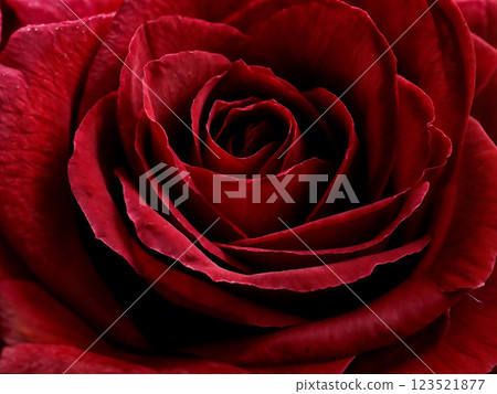 Crimson Infinity: Nature's Perfect Rose Spiral 123521877