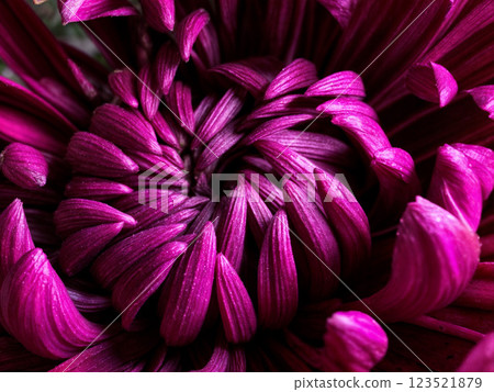 Magenta Majesty: Dancing in the Dark 123521879