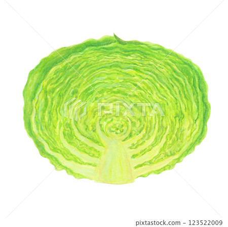 Watercolor illustration of a green cabbage cut in half Watercolor illustration of a green cabbage cut in half 123522009