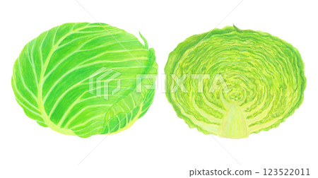 一棵綠色的整棵捲心菜和一棵切成兩半的捲心菜的水彩插圖 一棵綠色的整棵捲心菜和一棵切成兩半的捲心菜的水彩插圖 123522011