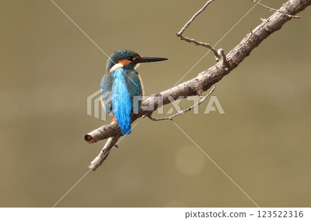 The kingfisher is a beautiful bird that lives in waterside areas all over Japan and is known as a flying jewel. The kingfisher is a beautiful bird that lives in waterside areas all over Japan and is known as a flying jewel. 123522316