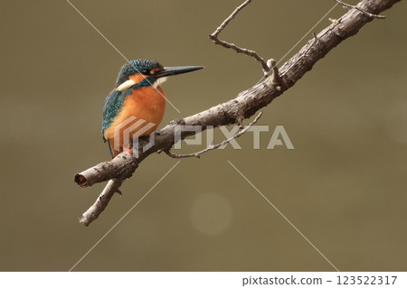 The kingfisher is a beautiful bird that lives in waterside areas all over Japan and is known as a flying jewel. The kingfisher is a beautiful bird that lives in waterside areas all over Japan and is known as a flying jewel. 123522317
