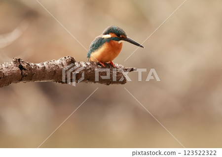 The kingfisher is a beautiful bird that lives in waterside areas all over Japan and is known as a flying jewel. The kingfisher is a beautiful bird that lives in waterside areas all over Japan and is known as a flying jewel. 123522322