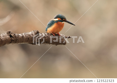 The kingfisher is a beautiful bird that lives in waterside areas all over Japan and is known as a flying jewel. 123522323