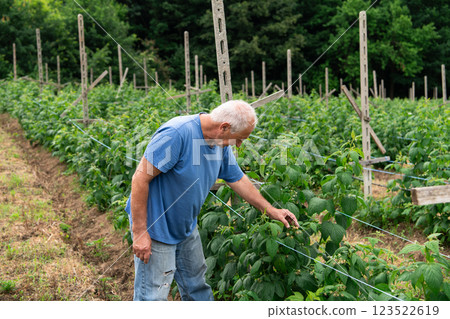 Senior Farmer Carefully Inspecting His Blueberry Farm to Ensure Quality and Progress 123522619