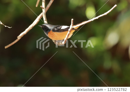Daurian Redstart, a cute little bird with an orange body, black feathers, and white spots 123522782