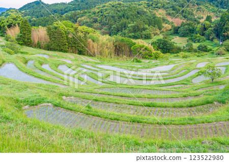 【千葉縣】插秧後的新綠色大山千枚田稻田 123522980