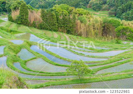 【千葉縣】插秧後的新綠色大山千枚田稻田 123522981