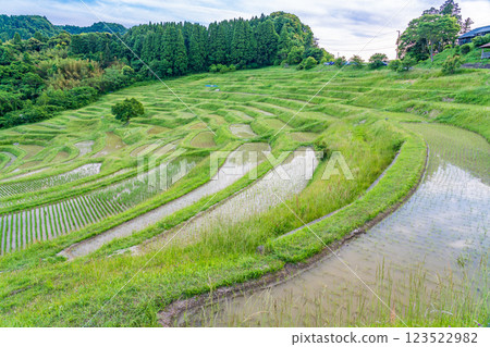 [Chiba Prefecture] Oyama Senmaida rice fields, with fresh greenery after rice planting is complete 123522982