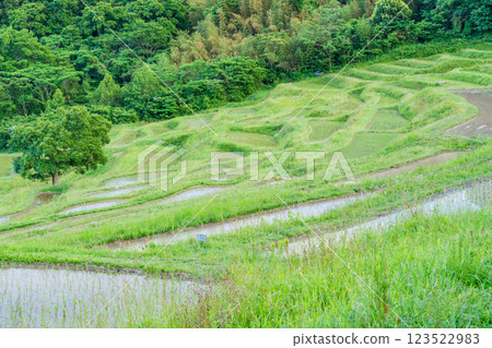 [Chiba Prefecture] Oyama Senmaida rice fields, with fresh greenery after rice planting is complete 123522983