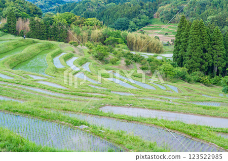 [Chiba Prefecture] Oyama Senmaida rice fields, with fresh greenery after rice planting is complete 123522985