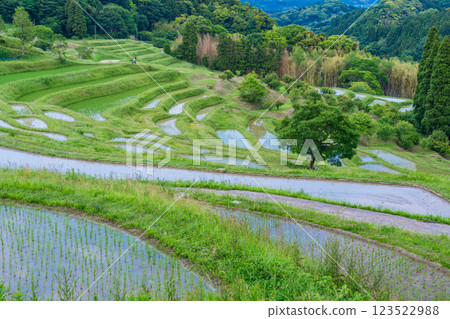 [Chiba Prefecture] Oyama Senmaida rice fields, with fresh greenery after rice planting is complete 123522988