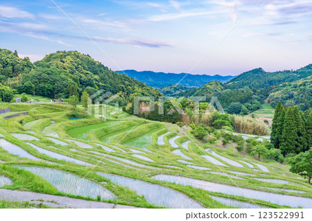 【千葉縣】插秧後的新綠色大山千枚田稻田 123522991