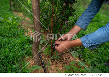 Close Up of a Womans Hand Gently Picking Fresh Blueberries in the Sunlit Garden 123523435