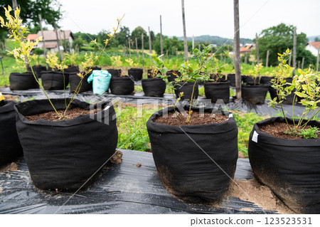Young Blueberry Seedlings Ready for Future Production of Fresh Juices. 123523531