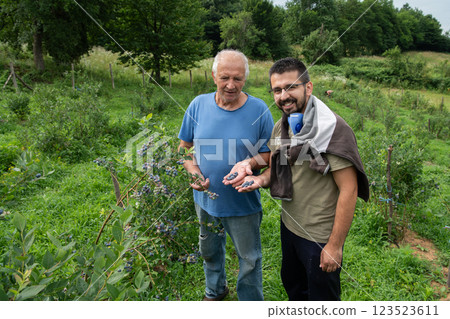 Father and Son Farmers Inspecting the Quality of Their Blueberry Harvest Together. Father and Son Farmers Inspecting the Quality of Their Blueberry Harvest Together. 123523611