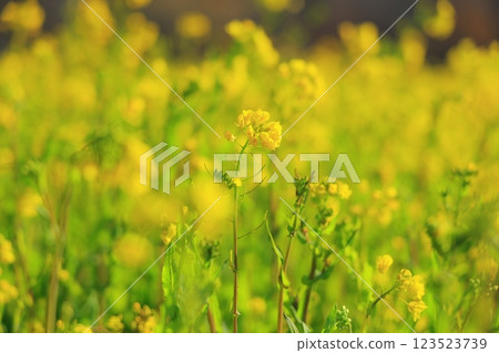 Rape blossoms blooming in the field of rape blossoms Rape blossoms blooming in the field of rape blossoms 123523739